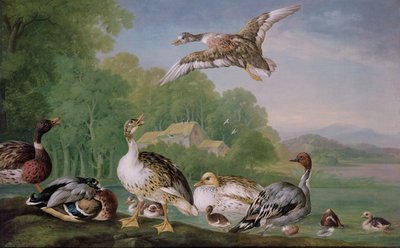 Unknown Image by Pieter Casteels